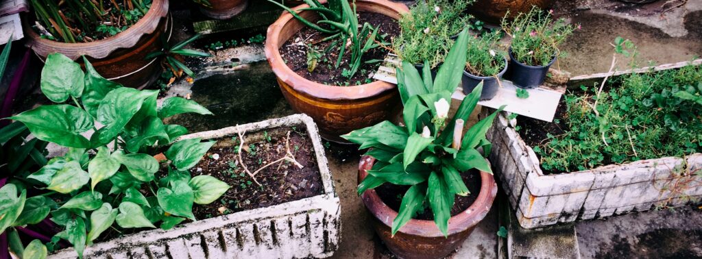 6 Things Worth Growing in a Small Urban Garden This Summer Alexey Demidov IZCYLyhYTC8 Unsplash 1024x378