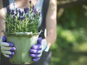 lavenderpotblogsands